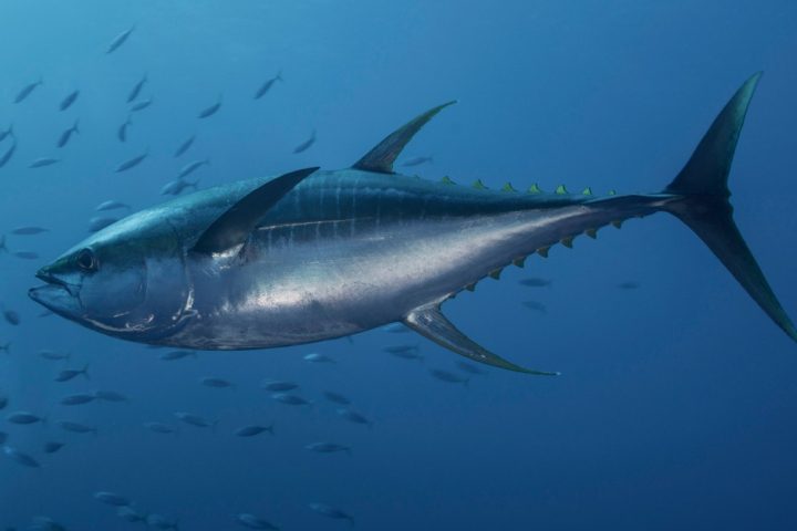 Bermeo Tuna
