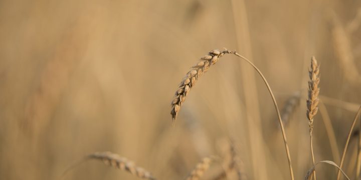 Garile6