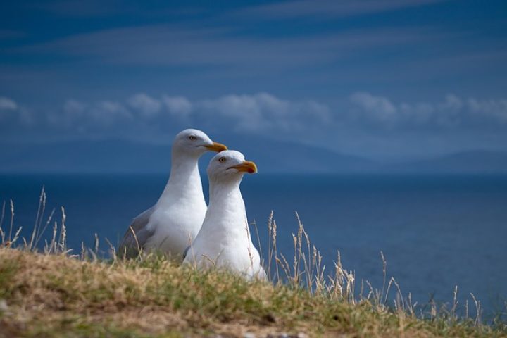 comuirgheasa-seagulls-6690361_640