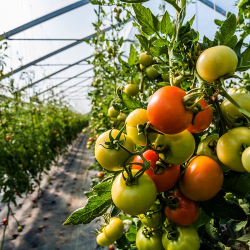tomate